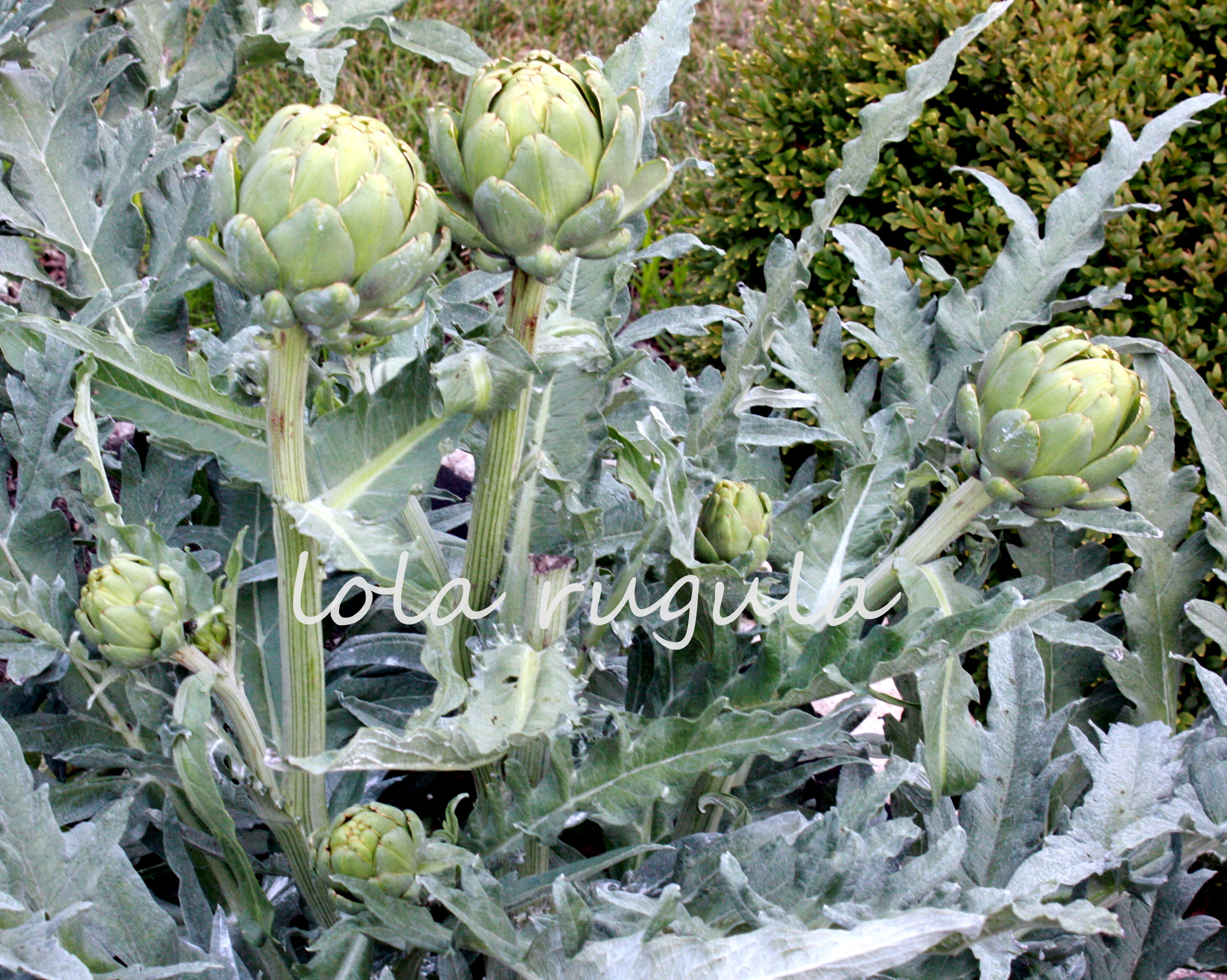 How to Grow Artichokes as an Annual lola rugula