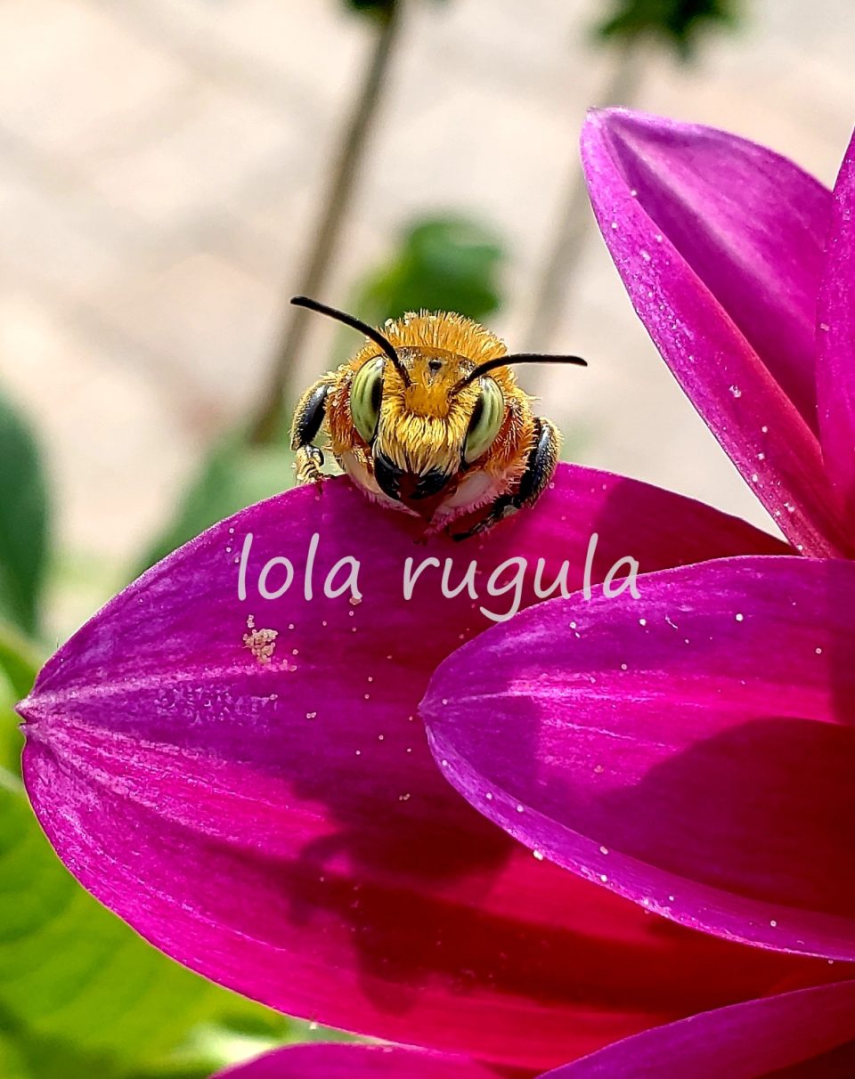Photo of the Day – Lola Rugula